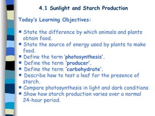 4.1 Sunlight and Starch Production
Today’s Learning Objectives:
 State the difference by which animals and plants
obtain food.
 State the source of energy used by plants to make
food.
 Define the term ‘photosynthesis’.
 Define the term ‘producer’.
 Define the term ‘carbohydrate’.
 Describe how to test a leaf for the presence of
starch.
 Compare photosynthesis in light and dark conditions
 Show how starch production varies over a normal
24-hour period.
 