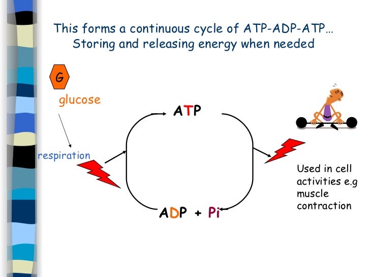 Cells And Respiration