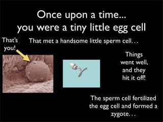 Once upon a time...
     you were a tiny little egg cell
That’s   That met a handsome little sperm cell. . .
 you!
                                             Things
                                            went well,
                                            and they
                                            hit it off!


                                 The sperm cell fertilized
                                the egg cell and formed a
                                        zygote. . .
 