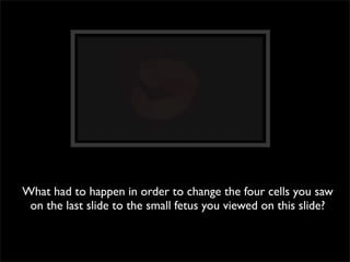 What had to happen in order to change the four cells you saw
 on the last slide to the small fetus you viewed on this slide?
 