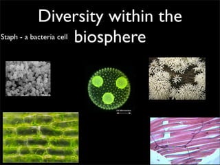 Diversity within the
Staph - a bacteria cell biosphere
 