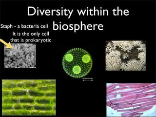Diversity within the
Staph - a bacteria cell biosphere
     It is the only cell
  that is prokaryotic
 