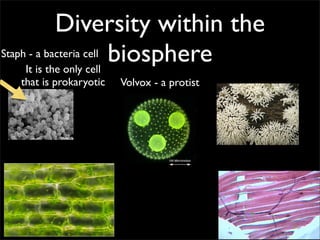 Diversity within the
Staph - a bacteria cell biosphere
     It is the only cell
  that is prokaryotic   Volvox - a protist
 