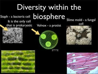 Diversity within the
Staph - a bacteria cell biosphere
     It is the only cell          Slime mold - a fungal
   that is prokaryotic   Volvox - a protist   cell
 