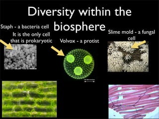 Diversity within the
Staph - a bacteria cell biosphere
     It is the only cell          Slime mold - a fungal
   that is prokaryotic   Volvox - a protist   cell
 