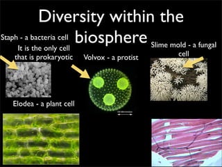 Diversity within the
Staph - a bacteria cell biosphere
     It is the only cell          Slime mold - a fungal
   that is prokaryotic     Volvox - a protist   cell




   Elodea - a plant cell
 