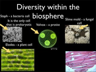 Diversity within the
Staph - a bacteria cell biosphere
     It is the only cell          Slime mold - a fungal
   that is prokaryotic     Volvox - a protist   cell




   Elodea - a plant cell
 