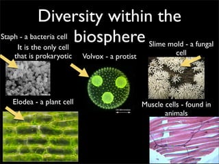 Diversity within the
Staph - a bacteria cell biosphere
     It is the only cell          Slime mold - a fungal
   that is prokaryotic     Volvox - a protist              cell




   Elodea - a plant cell                        Muscle cells - found in
                                                       animals
 