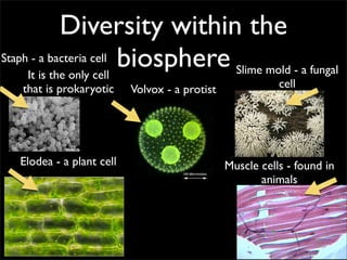 Diversity within the
Staph - a bacteria cell biosphere
     It is the only cell          Slime mold - a fungal
   that is prokaryotic     Volvox - a protist              cell




   Elodea - a plant cell                        Muscle cells - found in
                                                       animals
 