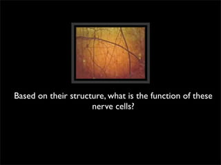 Based on their structure, what is the function of these
                     nerve cells?
 