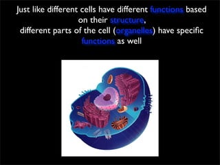 Just like different cells have different functions based
                   on their structure,
 different parts of the cell (organelles) have speciﬁc
                    functions as well
 