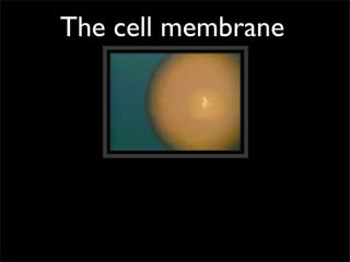 The cell membrane
 