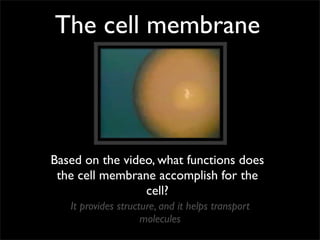 The cell membrane



Based on the video, what functions does
 the cell membrane accomplish for the
                 cell?
   It provides structure, and it helps transport
                     molecules
 