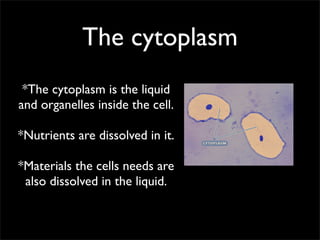 The cytoplasm
 *The cytoplasm is the liquid
and organelles inside the cell.

*Nutrients are dissolved in it.

*Materials the cells needs are
 also dissolved in the liquid.
 