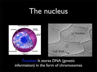 The nucleus




     Function: It stores DNA (genetic
information) in the form of chromosomes
 