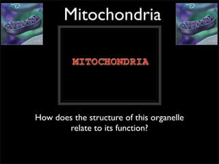 Mitochondria




How does the structure of this organelle
       relate to its function?
 