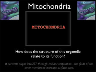 Mitochondria




        How does the structure of this organelle
               relate to its function?
It converts sugar into ATP through cellular respiration - the folds of the
                inner membrane increase surface area.
 