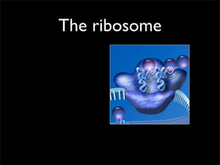 The ribosome
 