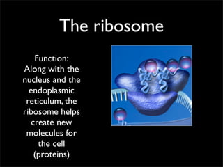 The ribosome
    Function:
Along with the
nucleus and the
  endoplasmic
 reticulum, the
ribosome helps
   create new
 molecules for
     the cell
    (proteins)
 
