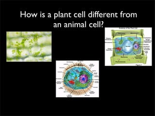 How is a plant cell different from
         an animal cell?
 