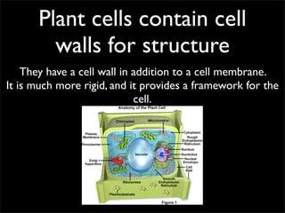 Plant cells contain cell
        walls for structure
    They have a cell wall in addition to a cell membrane.
It is much more rigid, and it provides a framework for the
                             cell.
 