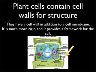 Plant cells contain cell
        walls for structure
    They have a cell wall in addition to a cell membrane.
It is much more rigid, and it provides a framework for the
                             cell.
 