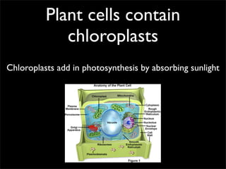 Plant cells contain
             chloroplasts
Chloroplasts add in photosynthesis by absorbing sunlight
 