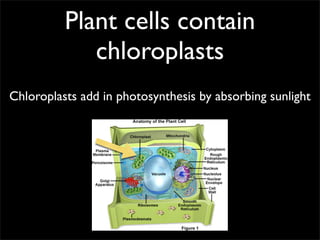 Plant cells contain
             chloroplasts
Chloroplasts add in photosynthesis by absorbing sunlight
 