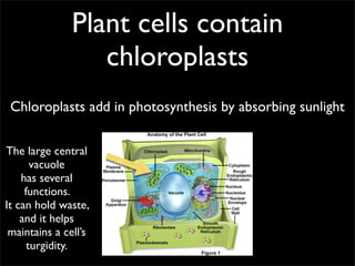 Plant cells contain
                  chloroplasts
 Chloroplasts add in photosynthesis by absorbing sunlight

The large central
       vacuole
    has several
     functions.
It can hold waste,
    and it helps
 maintains a cell’s
      turgidity.
 