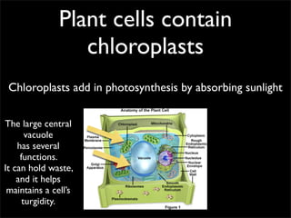 Plant cells contain
                  chloroplasts
 Chloroplasts add in photosynthesis by absorbing sunlight

The large central
       vacuole
    has several
     functions.
It can hold waste,
    and it helps
 maintains a cell’s
      turgidity.
 