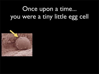 Once upon a time...
you were a tiny little egg cell
 