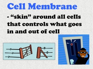 Cells, Cells, Cells 2008