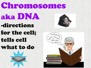 Cells, Cells, Cells 2008