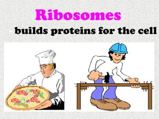 Cells, Cells, Cells 2008