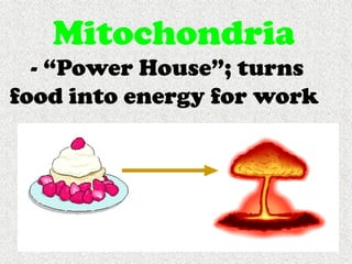 Cells, Cells, Cells 2008