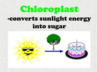 Cells, Cells, Cells 2008