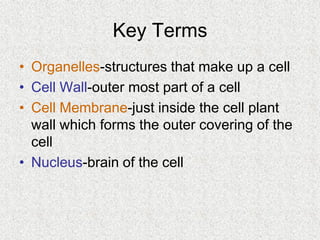 Cells, Cells, Cells 2008