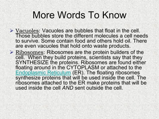 Cells, Cells, Cells 2008