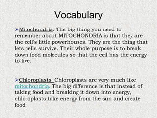 Cells, Cells, Cells 2008