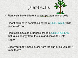 Cells, Cells, Cells 2008