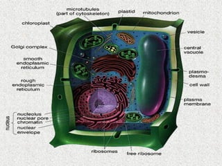 Cells, Cells, Cells 2008