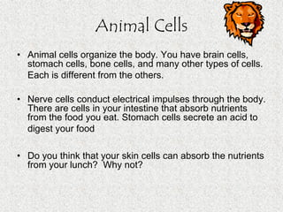 Cells, Cells, Cells 2008