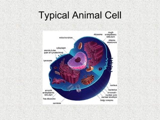 Cells, Cells, Cells 2008