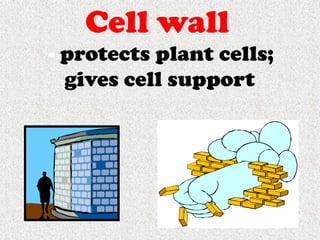 Cells, Cells, Cells 2008