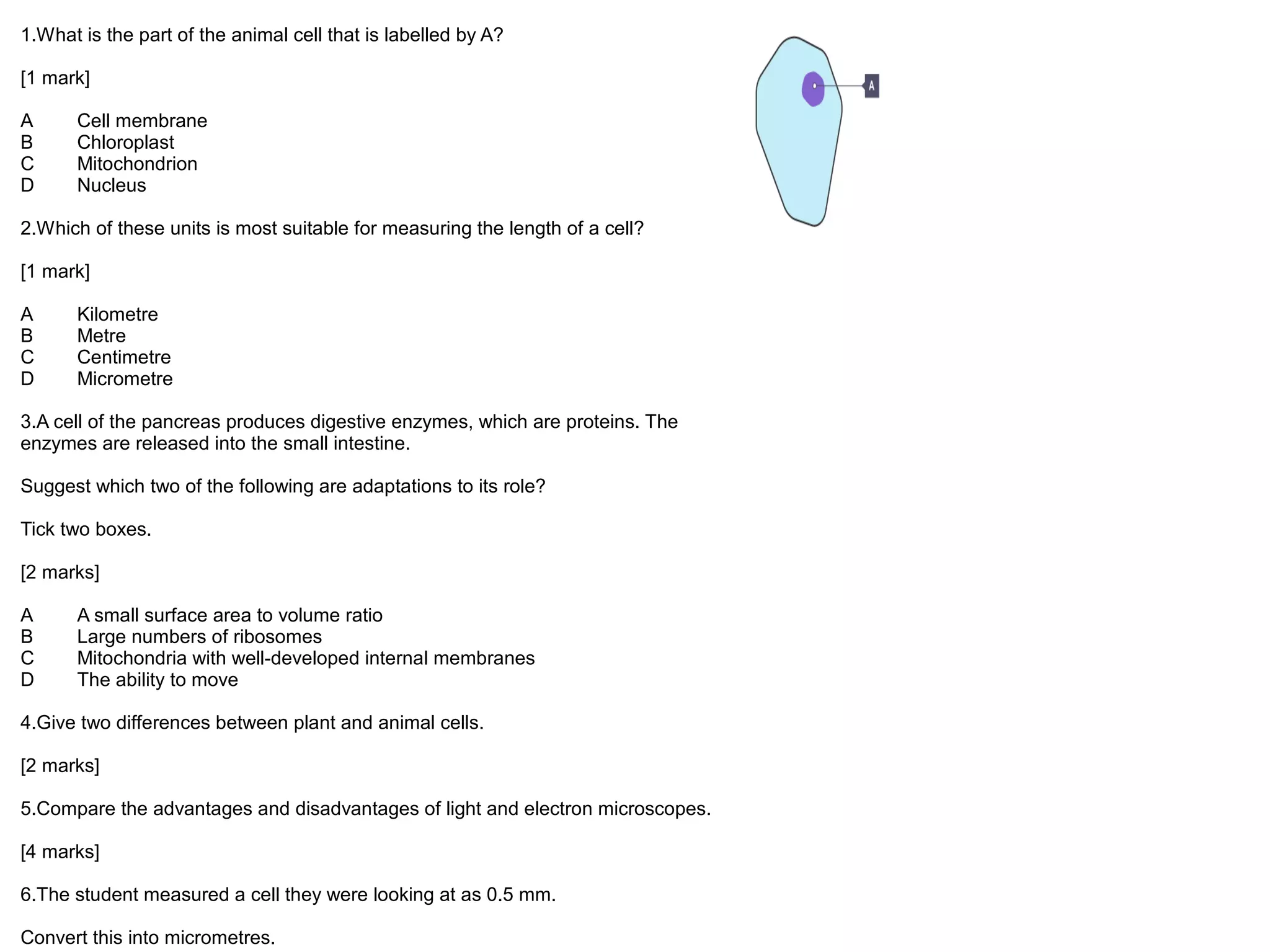 1.What is the part of the animal cell that is labelled by A?
[1 mark]
A Cell membrane
B Chloroplast
C Mitochondrion
D Nucleus
2.Which of these units is most suitable for measuring the length of a cell?
[1 mark]
A Kilometre
B Metre
C Centimetre
D Micrometre
3.A cell of the pancreas produces digestive enzymes, which are proteins. The
enzymes are released into the small intestine.
Suggest which two of the following are adaptations to its role?
Tick two boxes.
[2 marks]
A A small surface area to volume ratio
B Large numbers of ribosomes
C Mitochondria with well-developed internal membranes
D The ability to move
4.Give two differences between plant and animal cells.
[2 marks]
5.Compare the advantages and disadvantages of light and electron microscopes.
[4 marks]
6.The student measured a cell they were looking at as 0.5 mm.
Convert this into micrometres.
 