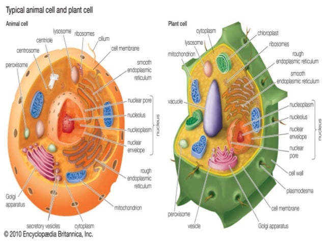 Cell - cell structure - Tissues, Organ systems and ...