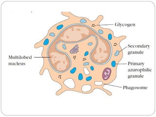 Cells of immune system | PPT
