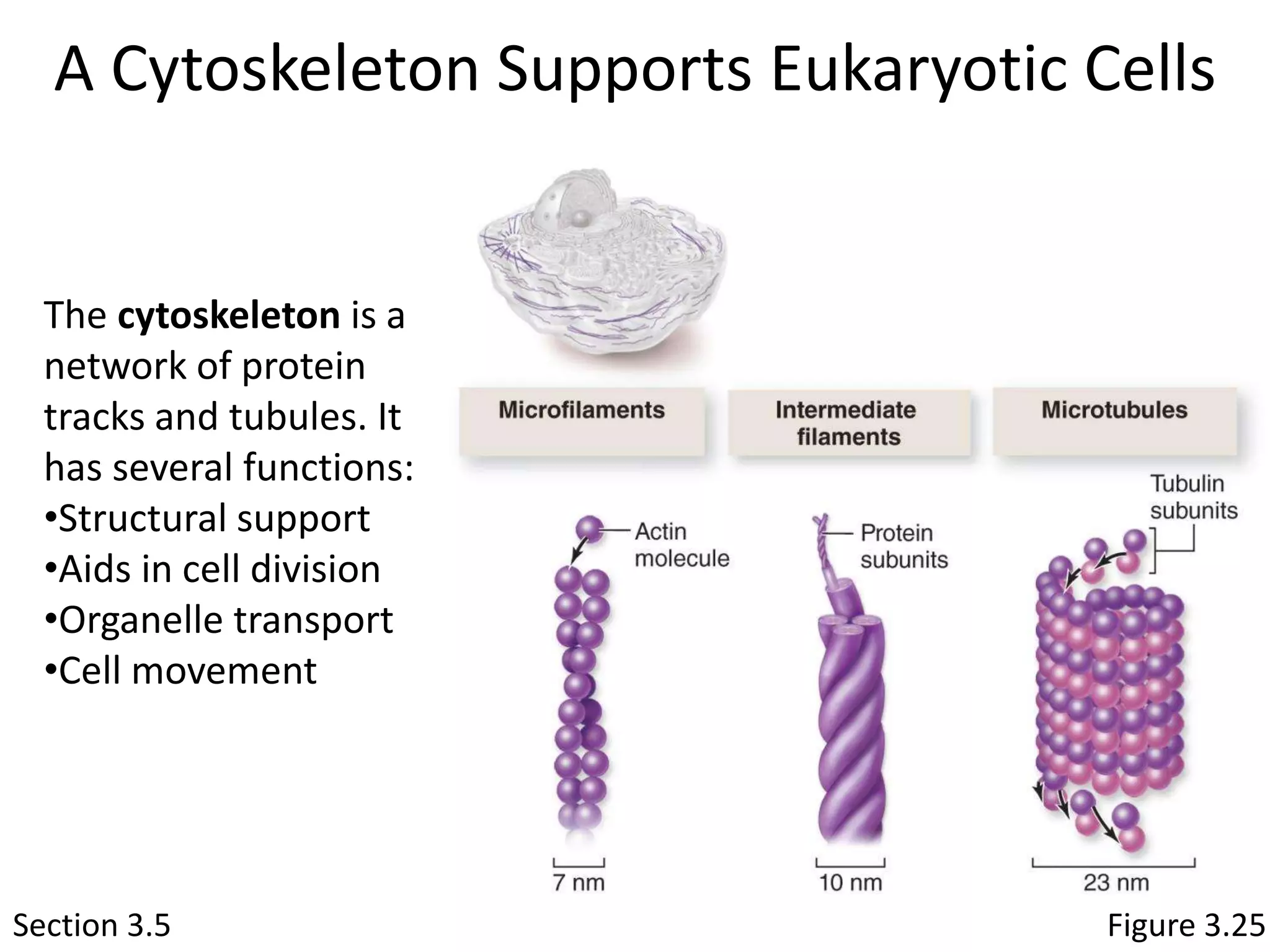 Cells organelles pt 3 | PPTX