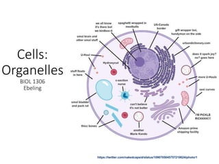 Cells:
Organelles
BIOL 1306
Ebeling
https://twitter.com/nakedcapsid/status/1090705045757210624/photo/1
 