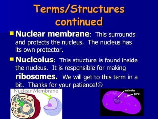 Terms/Structures continued Nuclear membrane :  This surrounds and protects the nucleus.  The nucleus has its own protector. Nucleolus :  This structure is found inside the nucleus.  It is responsible for making  ribosomes.  We will get to this term in a bit.  Thanks for your patience!  